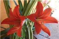 c8c9fe0b-Picture 003.jpg